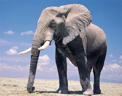 大象代表什么 公位